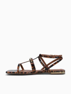 Best Jorge Bischoff jarah ntural tortoise Natural