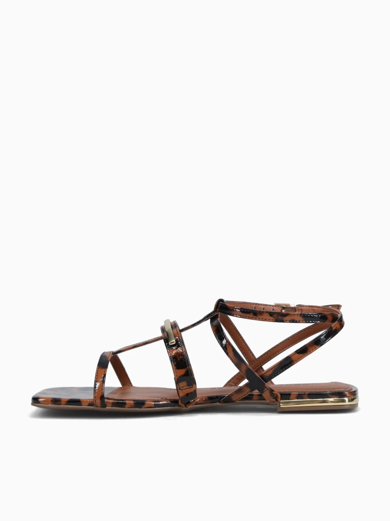 Best Jorge Bischoff jarah ntural tortoise Natural