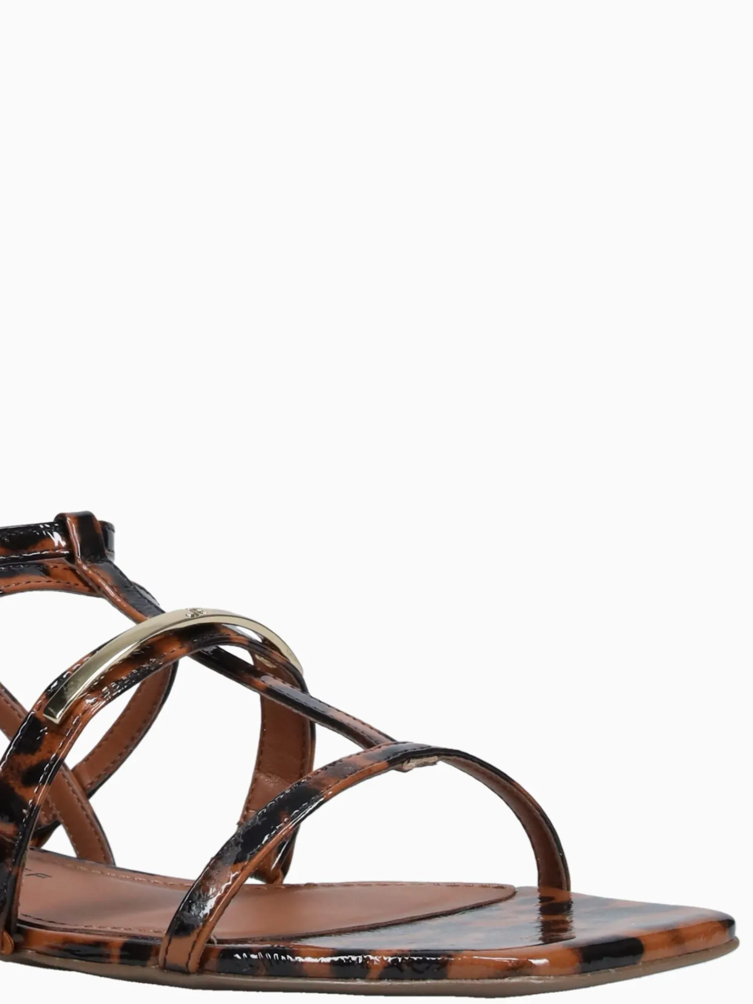 Best Jorge Bischoff jarah ntural tortoise Natural